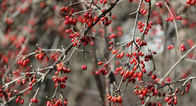 Musim Menuai Buah-Buahan Perubatan Bermula di Henan